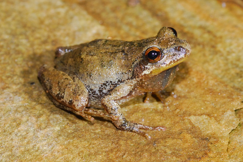 Buckeye Herps Ohio Frogs, Toads and Salamanders A Photographic